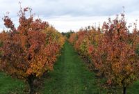 Herbststimmung in Birnen